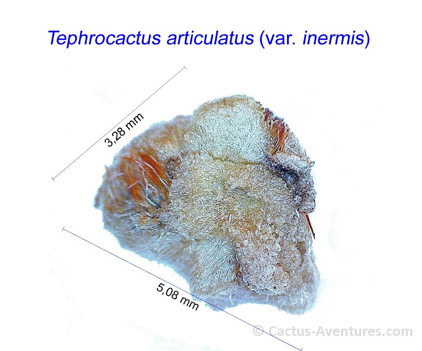 Tephrocactus articulatus v. inermis